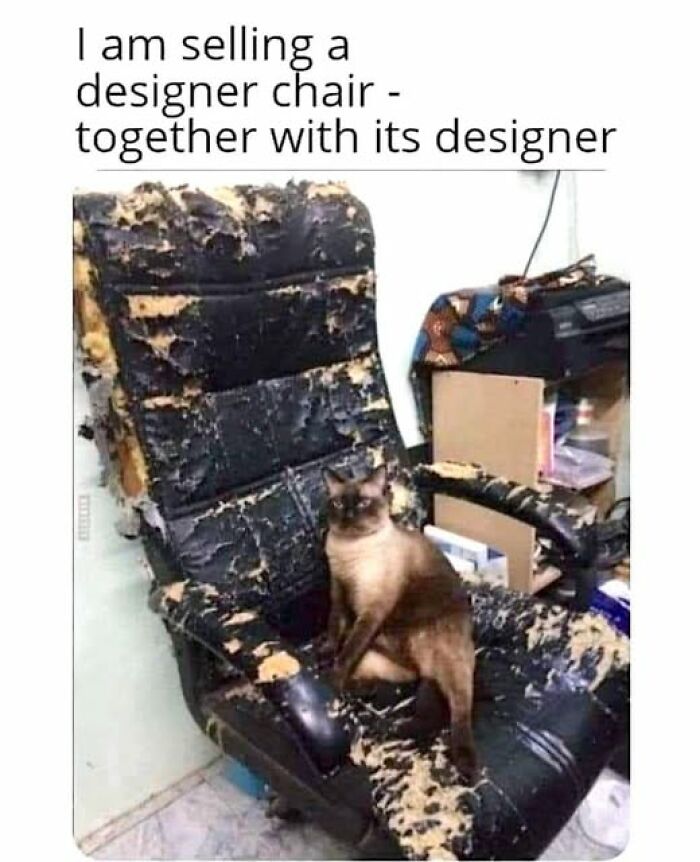 Cat meme therapy showing a cat sitting on a heavily scratched and damaged chair in a humorous setting.