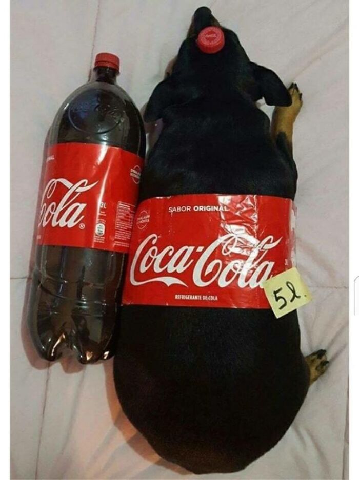 Dog lying next to a cola bottle with a matching label, showcasing adorable memes dog owners may find funny and relatable.