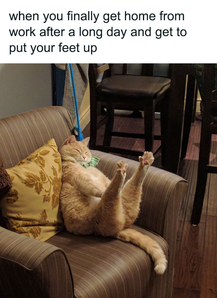 Lazy orange cat lying on a couch with feet up, capturing funny cat memes for people who love to pspsp cats.