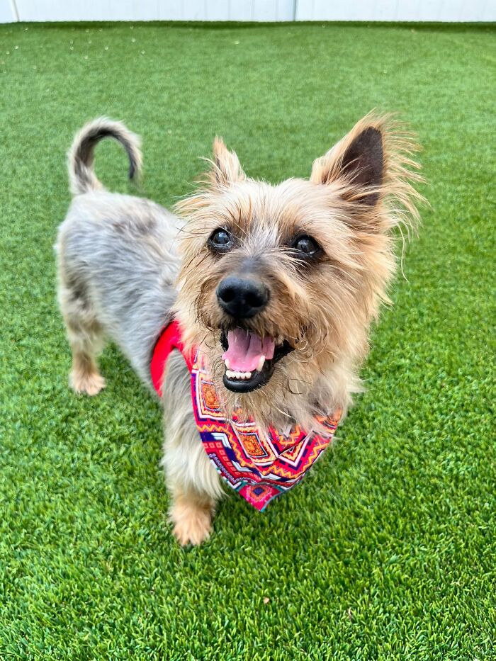 Neglected Yorkie makeover: happy dog in colorful bandana on green grass