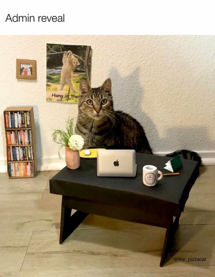 Tabby cat sitting at small desk with laptop and coffee mug, illustrating cat meme therapy to brighten your day.