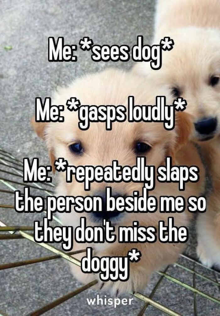 Cute golden retriever puppies with funny meme text showing a dog owner's lovable and relatable reaction to seeing dogs.