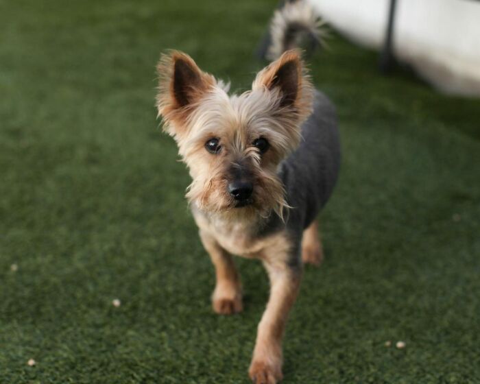 Neglected Yorkie after makeover standing on grass, clean trimmed coat and alert ears, looking at camera Neglected Yorkie after makeover standing on grass, clean trimmed coat and alert ears, looking at camera