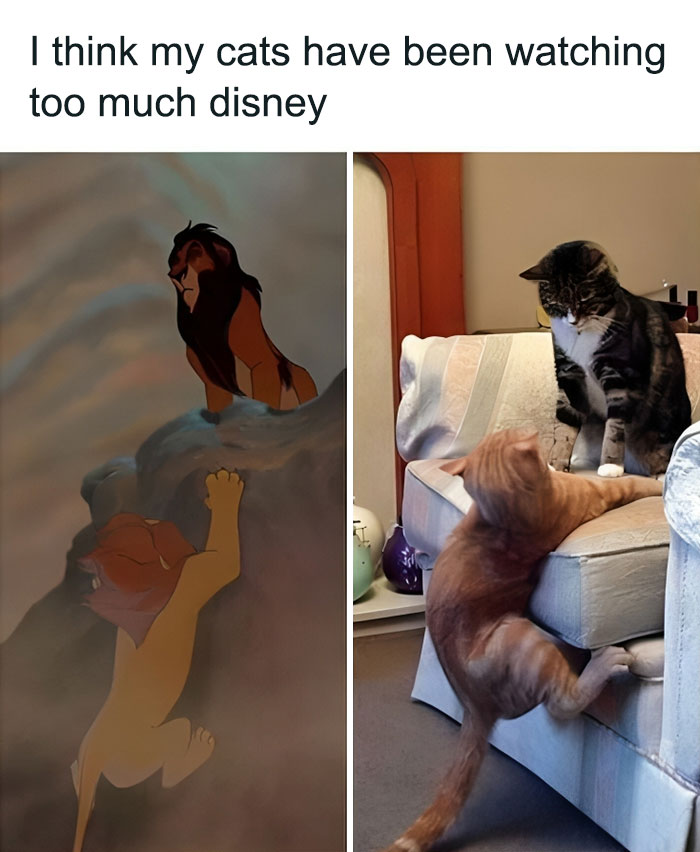 Two cats playfully interacting on a couch, resembling a scene from a Disney movie, cat memes for cat lovers.