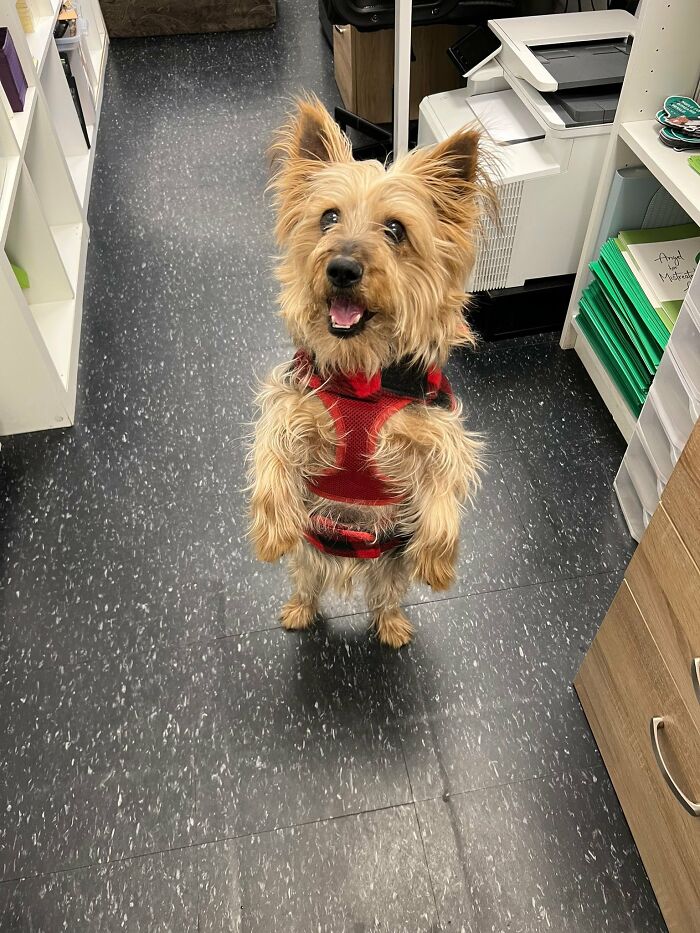 Neglected Yorkie standing on hind legs in a red harness, smiling in an office aisle with black speckled floor and shelves Neglected Yorkie standing on hind legs in a red harness, smiling in an office aisle with black speckled floor and shelves