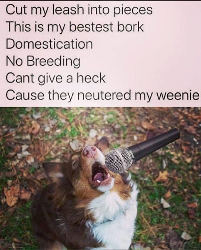 Dog posing with a microphone as if singing a funny and relatable meme for dog owners about neutering and leash cutting.