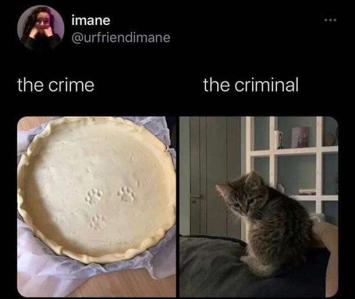Cat meme therapy showing paw prints in pie crust labeled the crime and a kitten labeled the criminal sitting on a couch.