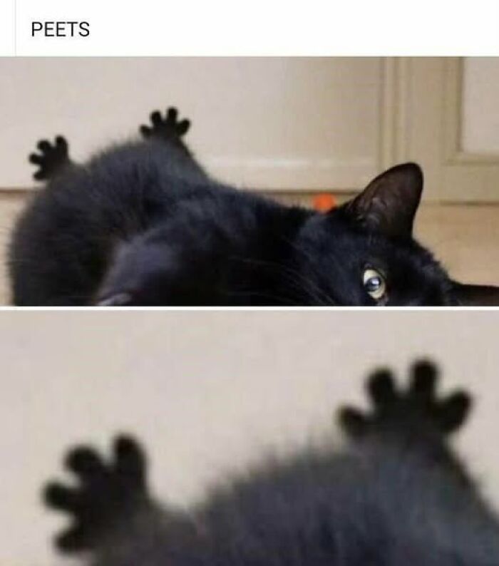 Black cat lying on its back with paws stretched out, featured in a cat meme therapy image to brighten your day.