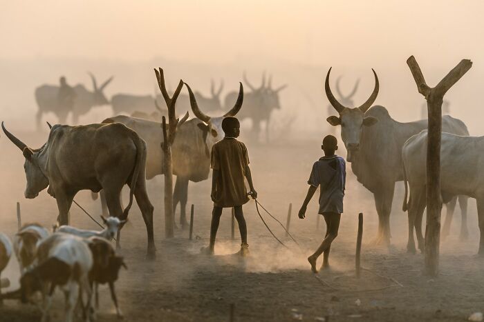 Photographer walking with camera among sheep in a misty landscape, capturing award-winning photos for 2025 contest.