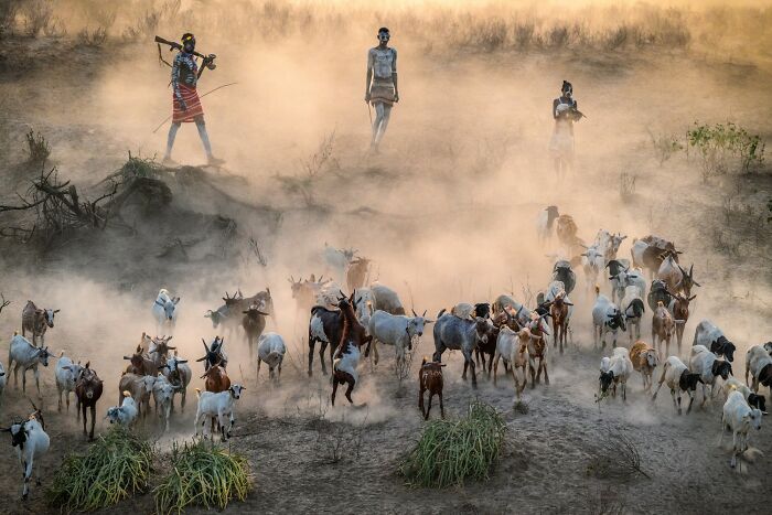 Photographer walking with camera among sheep in a misty landscape, capturing award-winning photos for 2025 contest.