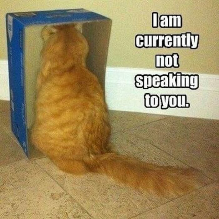 Orange cat with head inside a box, captioned with a humorous message, showcasing cat meme therapy for brightening your day.