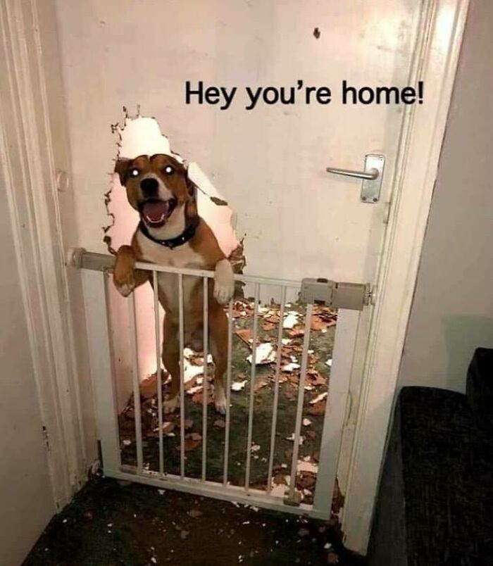 Happy dog breaking through door behind a baby gate, showing a funny and relatable moment for dog owners.
