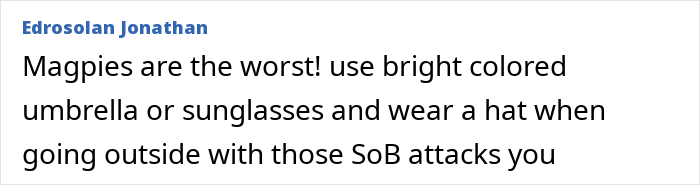 Comment warning about magpie attacks advising bright umbrella, sunglasses, and hat for outdoor protection from aggressive birds Comment warning about magpie attacks advising bright umbrella, sunglasses, and hat for outdoor protection from aggressive birds