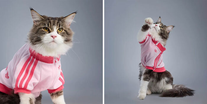 Cat wearing pink pet fashion outfit from popular brand collection, posing against a plain gray background.
