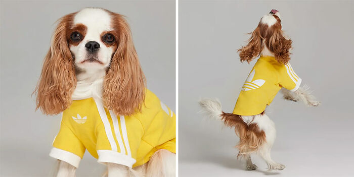 Dog dressed in a yellow outfit from a popular brand pet fashion collection, showcasing stylish pet clothing looks.