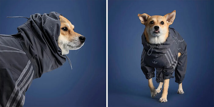 Two dogs wearing stylish pet fashion outfits from a popular brand’s new pet fashion collection.