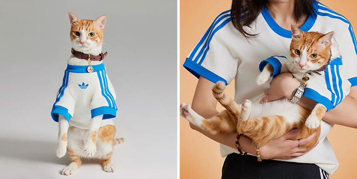 Cat wearing a sporty blue and white pet fashion collection outfit, showcasing stylish looks from a popular brand.
