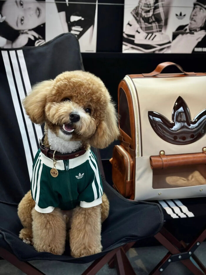 Fluffy dog wearing a green and white pet fashion outfit from a popular brand's pet fashion collection.