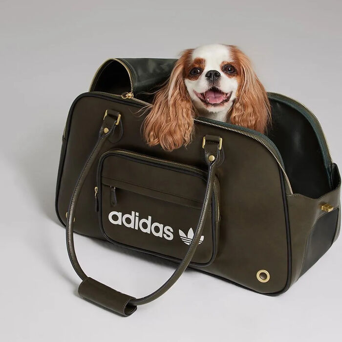 Small dog sitting inside an Adidas pet carrier bag, showcasing the popular brand's new pet fashion collection.