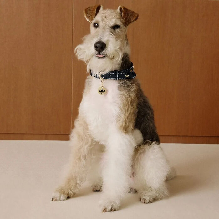 Wire-haired dog sitting indoors wearing a stylish collar from a popular pet fashion collection.