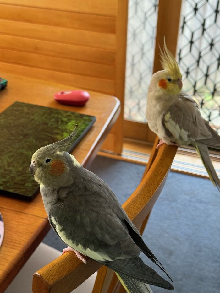 Booby And Prix (Bobby And Pixel)