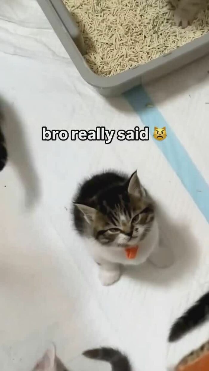 Kitten with a tiny angry expression sitting near a litter box, showing cats that are completely unaware of how goofy they are. Kitten with a tiny angry expression sitting near a litter box, showing cats that are completely unaware of how goofy they are.