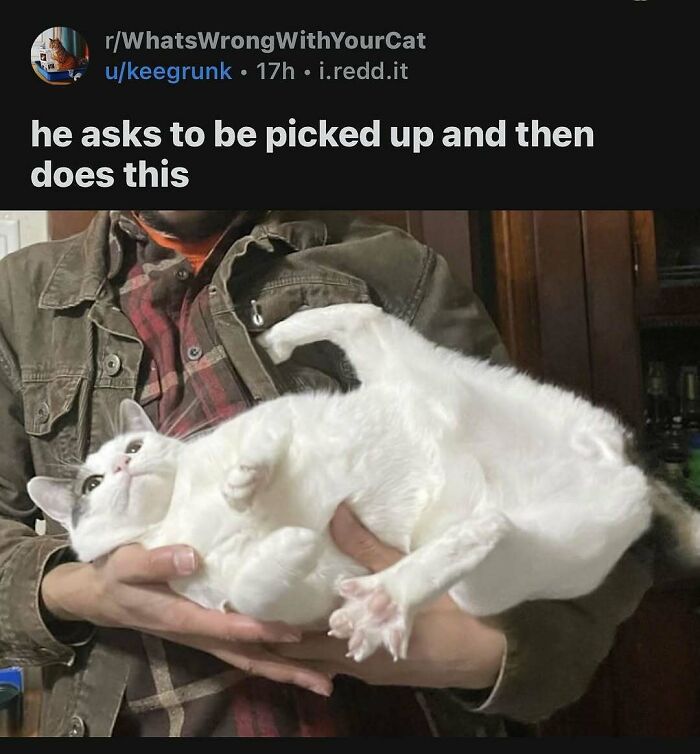 White cat lying awkwardly in a person's arms, completely unaware of how goofy it looks while being held. White cat lying awkwardly in a person's arms, completely unaware of how goofy it looks while being held.