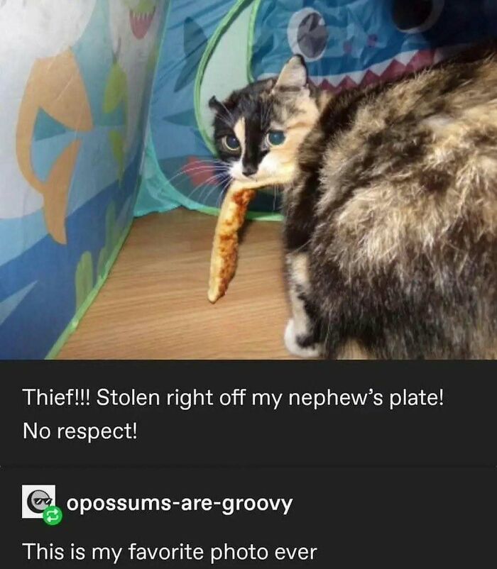 Cat holding a slice of pizza in its mouth, unaware and caught in a playful, goofy moment indoors. Cat holding a slice of pizza in its mouth, unaware and caught in a playful, goofy moment indoors.