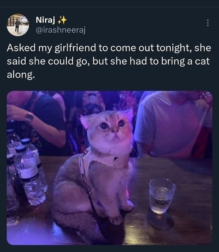 Cat sitting on a table at a bar wearing a harness, looking wide-eyed and completely unaware of how goofy it is. Cat sitting on a table at a bar wearing a harness, looking wide-eyed and completely unaware of how goofy it is.