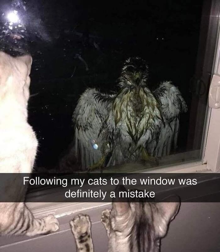 Cats looking curiously through a window at a large bird on the outside, showing goofy cat behavior at night. Cats looking curiously through a window at a large bird on the outside, showing goofy cat behavior at night.