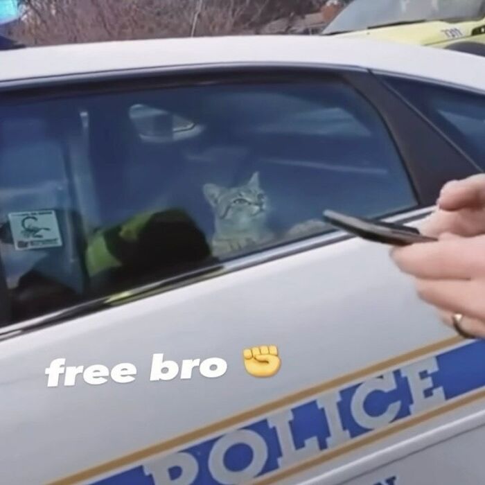 Tabby cat looking out from inside a police car, appearing unaware and goofy behind the window glass. Tabby cat looking out from inside a police car, appearing unaware and goofy behind the window glass.