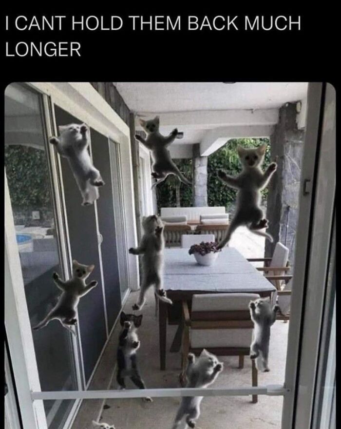 Multiple goofy cats clinging to a glass door, unaware of their humorous and silly behavior outdoors. Multiple goofy cats clinging to a glass door, unaware of their humorous and silly behavior outdoors.