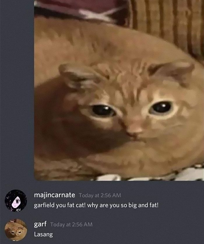 Chubby orange cat with a goofy expression in a chat conversation about funny cats completely unaware of their silliness. Chubby orange cat with a goofy expression in a chat conversation about funny cats completely unaware of their silliness.