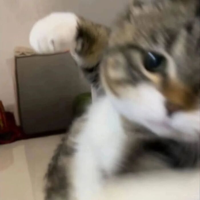 Close-up of a goofy cat with a blurred background, showing the charming and unaware nature of cats in a playful moment. Close-up of a goofy cat with a blurred background, showing the charming and unaware nature of cats in a playful moment.