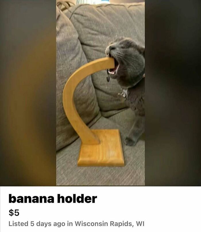 Gray cat biting a wooden banana holder on a couch, showcasing one of the goofy cats unaware of their silliness. Gray cat biting a wooden banana holder on a couch, showcasing one of the goofy cats unaware of their silliness.