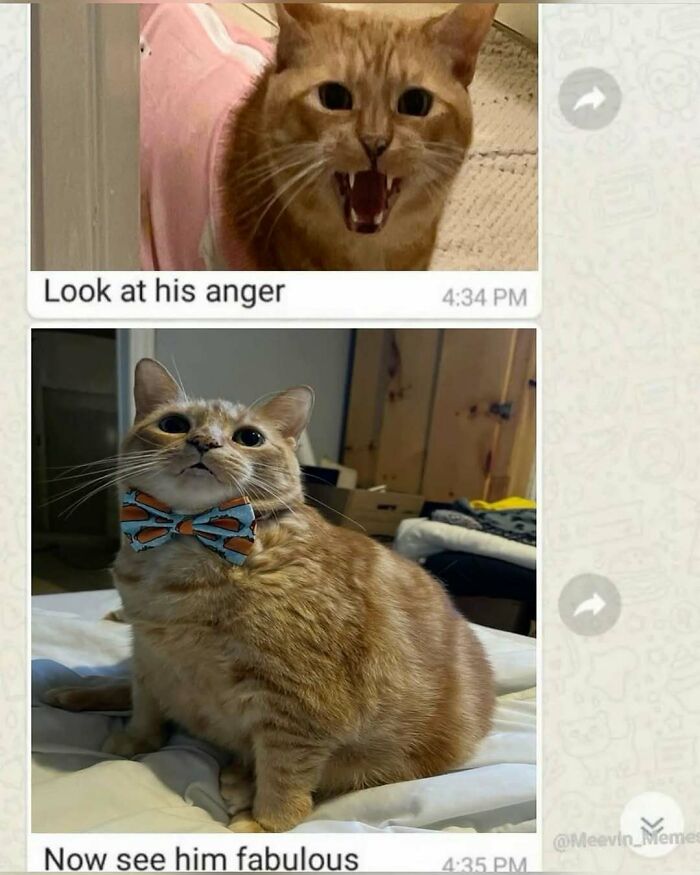 Goofy orange cat looking angry and then sitting proudly wearing a colorful bow tie, showcasing quirky cat behavior. Goofy orange cat looking angry and then sitting proudly wearing a colorful bow tie, showcasing quirky cat behavior.