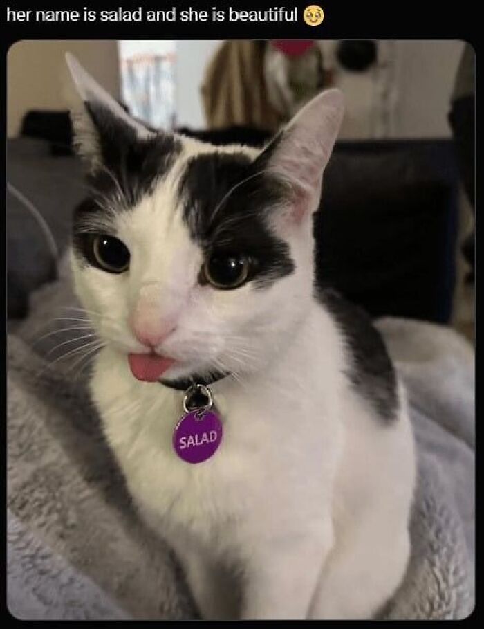 Cat named Salad with tongue sticking out, looking clueless and goofy, perfectly fitting goofy cats theme. Cat named Salad with tongue sticking out, looking clueless and goofy, perfectly fitting goofy cats theme.