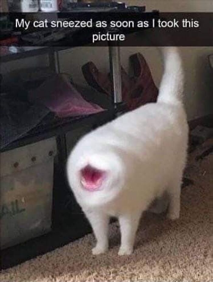 White cat mid-sneeze with blurry face standing indoors, one of the cats unaware of how goofy they are in a humorous moment. White cat mid-sneeze with blurry face standing indoors, one of the cats unaware of how goofy they are in a humorous moment.