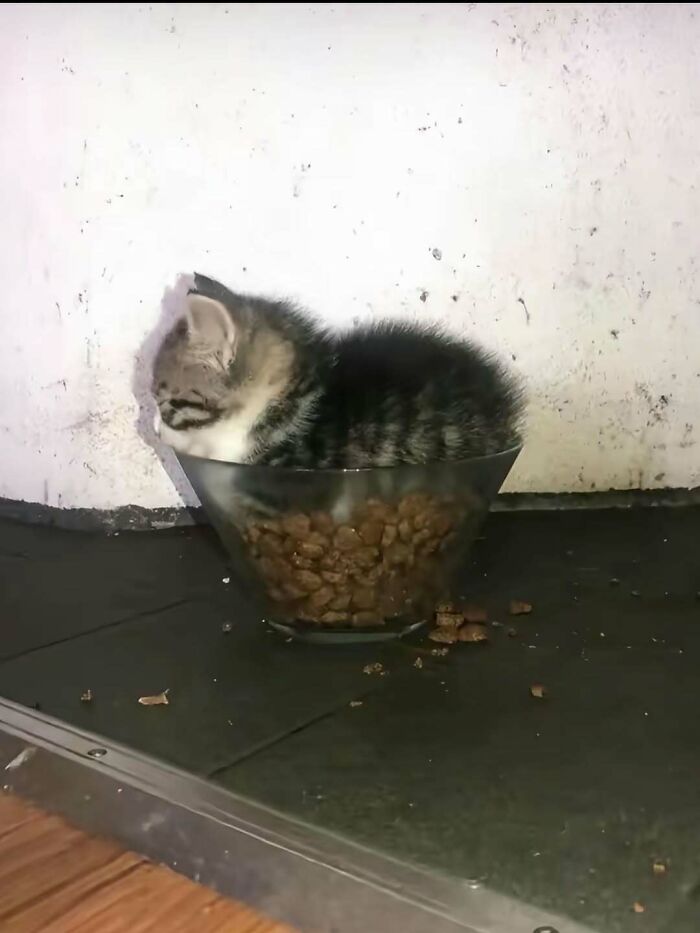 Kitten sitting inside a bowl of cat food, looking completely unaware in a goofy and adorable pose. Kitten sitting inside a bowl of cat food, looking completely unaware in a goofy and adorable pose.