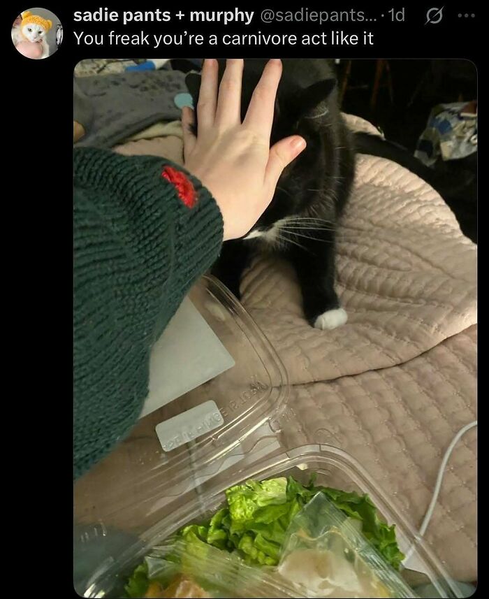 Black and white cat looking confused as a hand is held over its face with a salad container nearby, showcasing goofy cats unaware. Black and white cat looking confused as a hand is held over its face with a salad container nearby, showcasing goofy cats unaware.