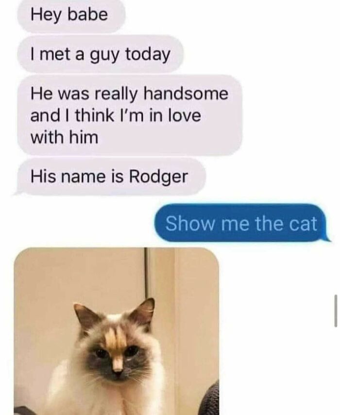 Text message exchange about meeting a handsome cat named Rodger, followed by a photo of a fluffy, goofy cat. Text message exchange about meeting a handsome cat named Rodger, followed by a photo of a fluffy, goofy cat.