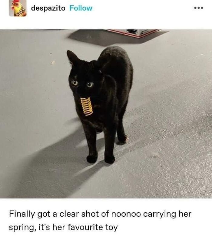 Black cat standing on a gray floor carrying a yellow spring toy in its mouth, showcasing goofy cat behavior. Black cat standing on a gray floor carrying a yellow spring toy in its mouth, showcasing goofy cat behavior.