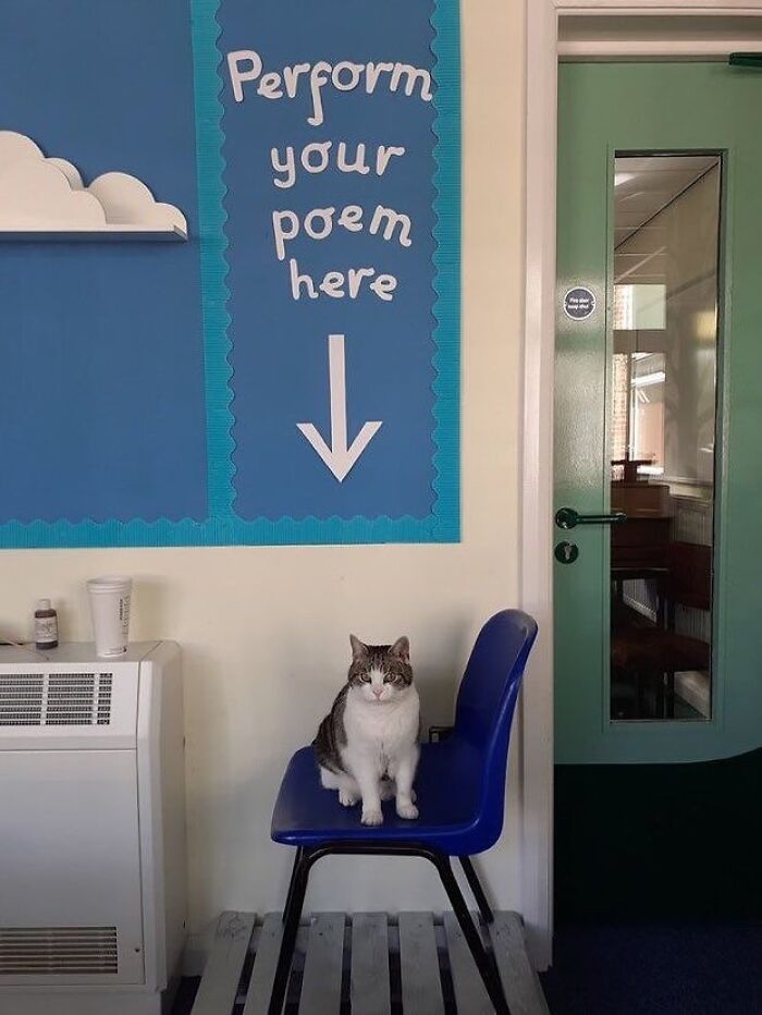 Cat sitting on a blue chair beneath a sign, unaware of how goofy they look in a simple indoor setting. Cat sitting on a blue chair beneath a sign, unaware of how goofy they look in a simple indoor setting.
