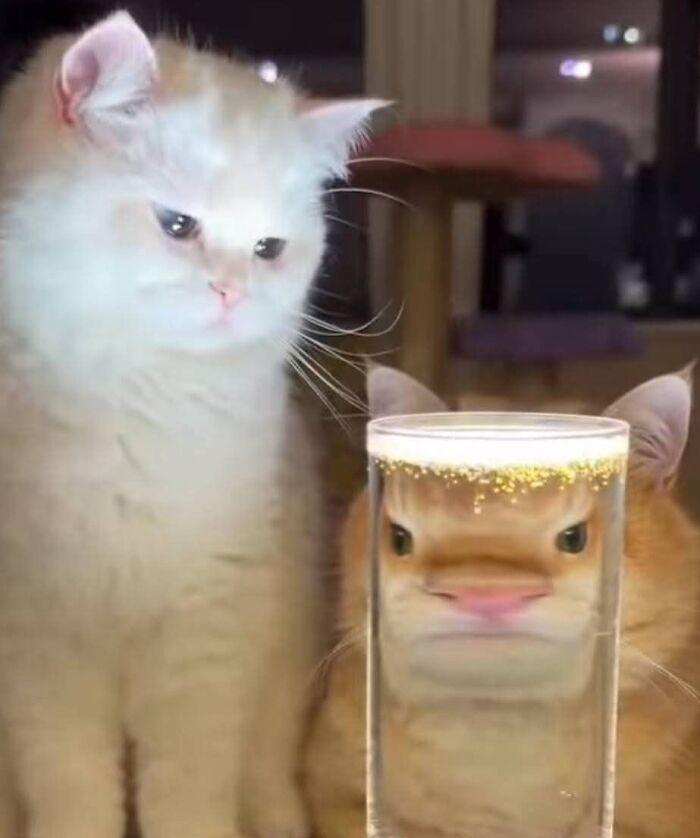 Two cats looking at a glass of water that distorts the orange cat’s face, creating a goofy and unaware expression. Two cats looking at a glass of water that distorts the orange cat’s face, creating a goofy and unaware expression.