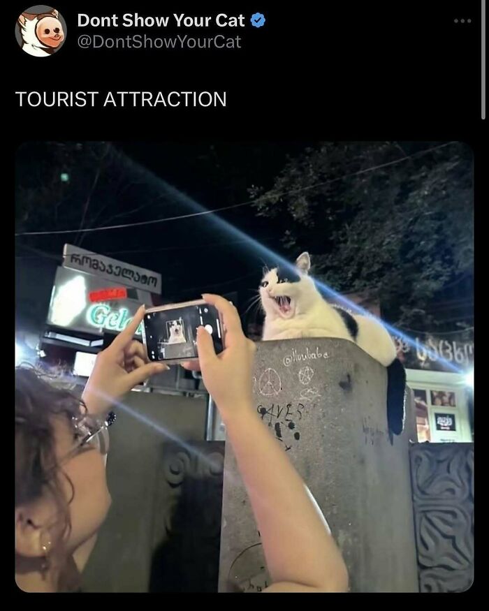 Person taking a nighttime photo of a goofy cat sitting on a concrete pillar, completely unaware of its silly expression. Person taking a nighttime photo of a goofy cat sitting on a concrete pillar, completely unaware of its silly expression.