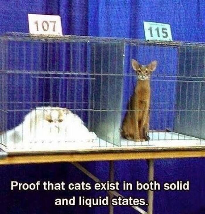 Two cats in cages showing contrast of solid and liquid states, highlighting goofy cats unaware of their shapes. Two cats in cages showing contrast of solid and liquid states, highlighting goofy cats unaware of their shapes.