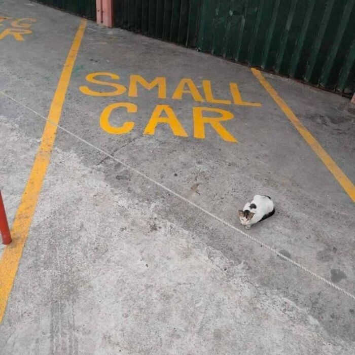 Cat sitting in a parking spot labeled small car, unaware of the humorous size comparison with the cat nearby. Cat sitting in a parking spot labeled small car, unaware of the humorous size comparison with the cat nearby.