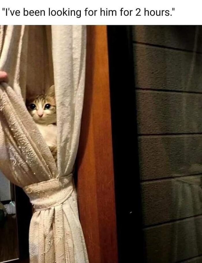 Cat peeking out from behind a curtain, unaware of how goofy it looks while hiding in a cozy indoor setting. Cat peeking out from behind a curtain, unaware of how goofy it looks while hiding in a cozy indoor setting.