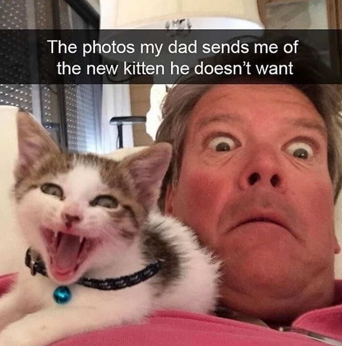 Man making a goofy face while a playful kitten with collar appears unaware, capturing funny cat moments and goofy cats. Man making a goofy face while a playful kitten with collar appears unaware, capturing funny cat moments and goofy cats.