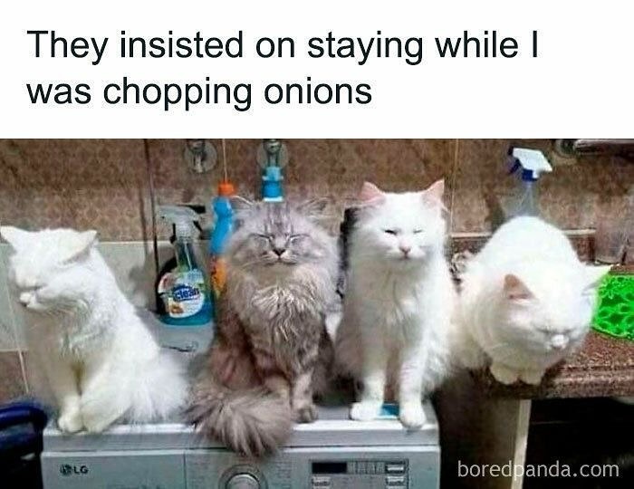 Four fluffy cats sitting on a kitchen counter looking sleepy and unaware in a goofy cats photo. Four fluffy cats sitting on a kitchen counter looking sleepy and unaware in a goofy cats photo.